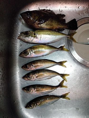 メバルの釣果