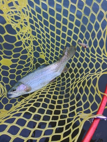 ニジマスの釣果