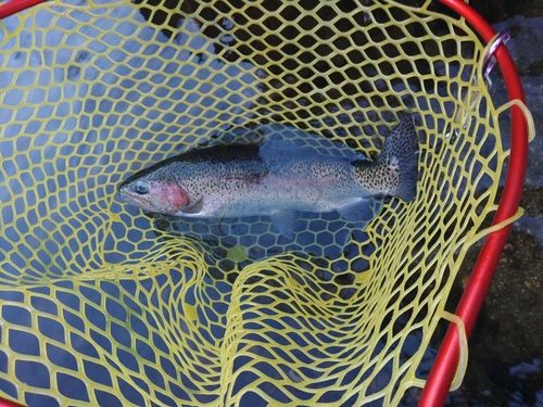 ニジマスの釣果