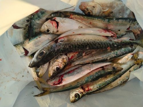 マイワシの釣果