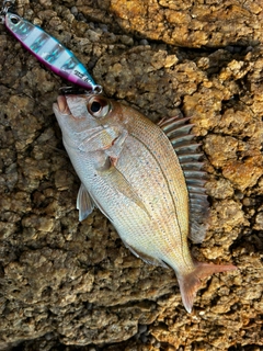 チャリコの釣果