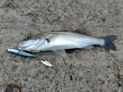 セイゴ（マルスズキ）の釣果