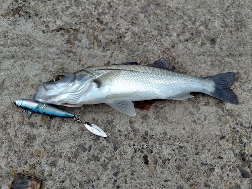 セイゴ（マルスズキ）の釣果