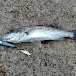 セイゴ（マルスズキ）