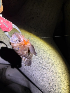 キジハタの釣果