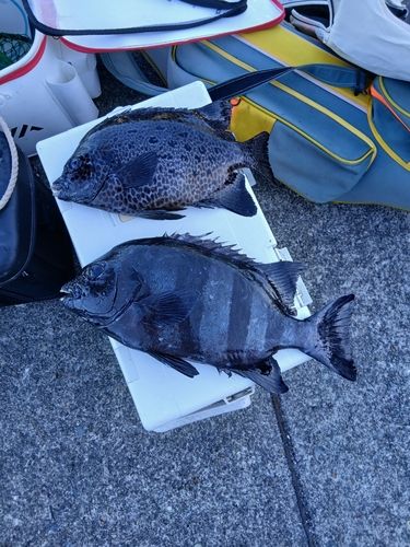 イシダイの釣果