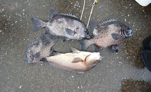 イシダイの釣果