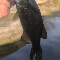 スモールマウスバス