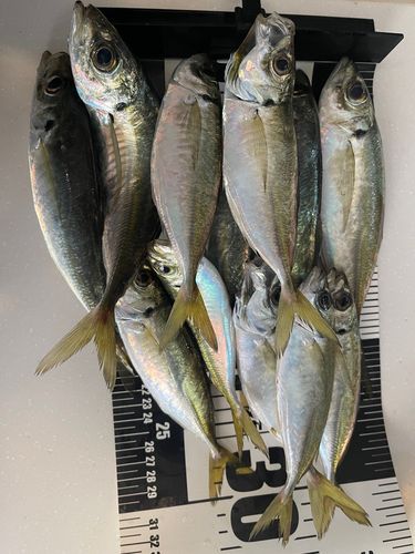 アジの釣果