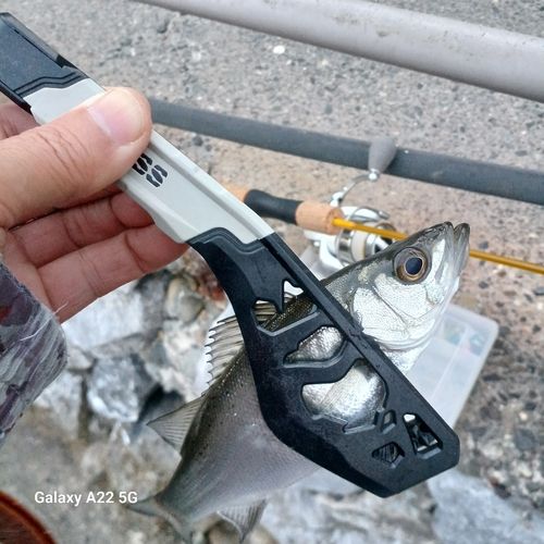 セイゴ（ヒラスズキ）の釣果