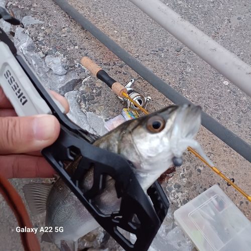セイゴ（マルスズキ）の釣果