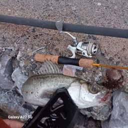 セイゴ（マルスズキ）