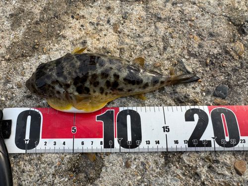 ヒガンフグの釣果