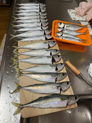 サバの釣果