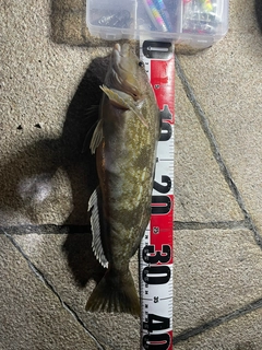 アブラコの釣果