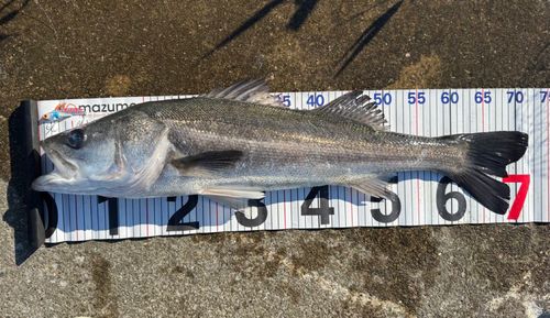 シーバスの釣果