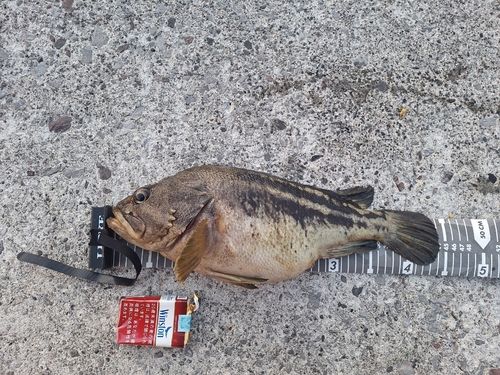 シマソイの釣果