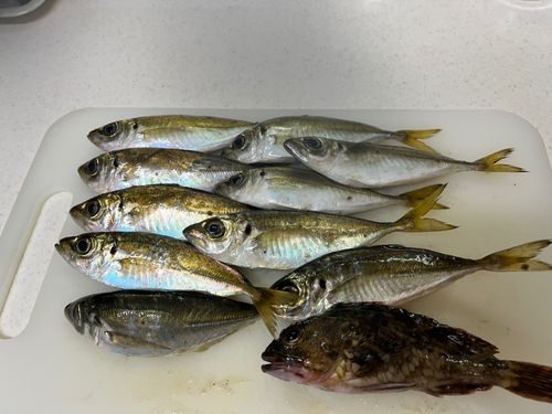 マアジの釣果