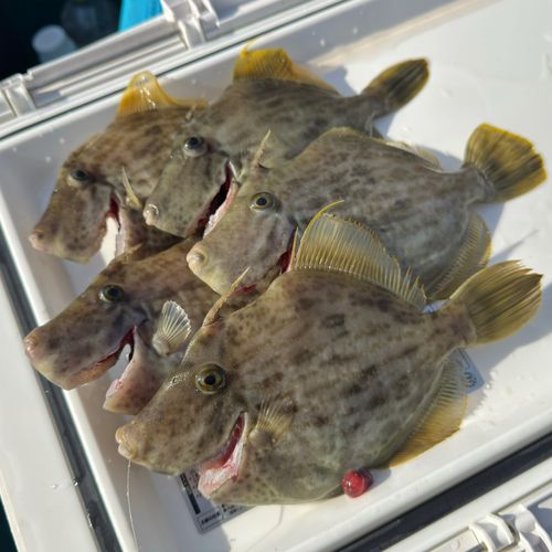 カワハギの釣果