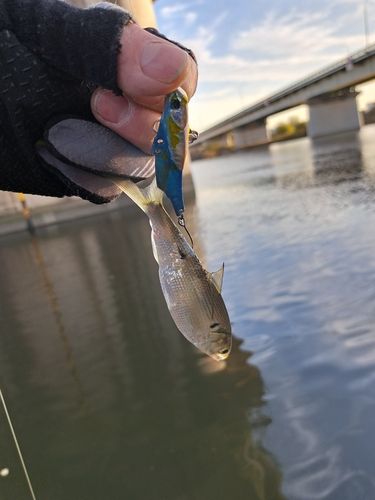 コノシロの釣果