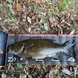 スモールマウスバス