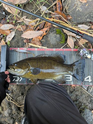 スモールマウスバスの釣果