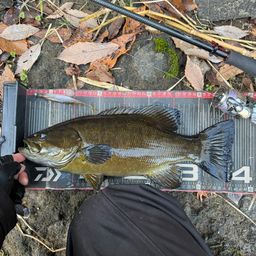 スモールマウスバス