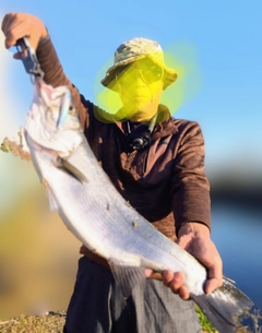 ヒラスズキの釣果