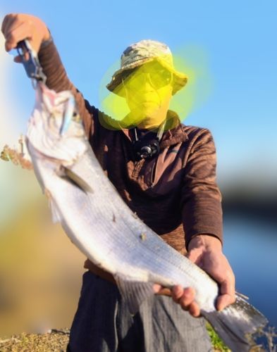 ヒラスズキの釣果