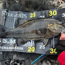 スモールマウスバス