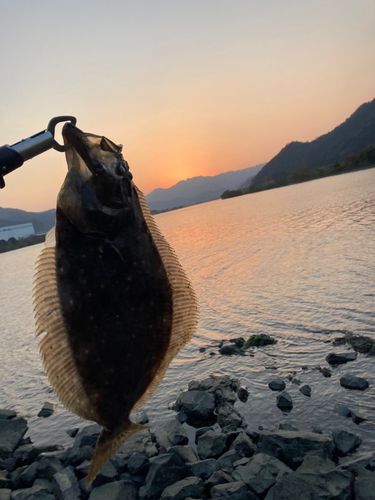 ヒラメの釣果