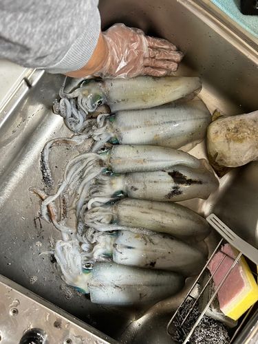 アオリイカの釣果