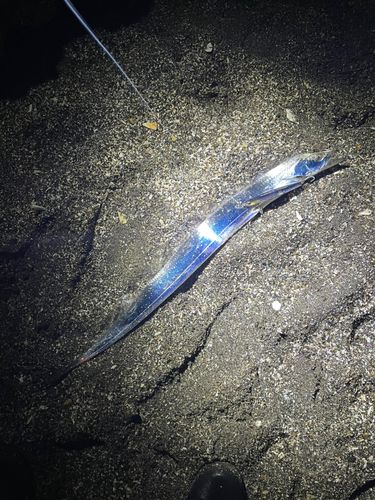 東京湾（富津〜金谷）