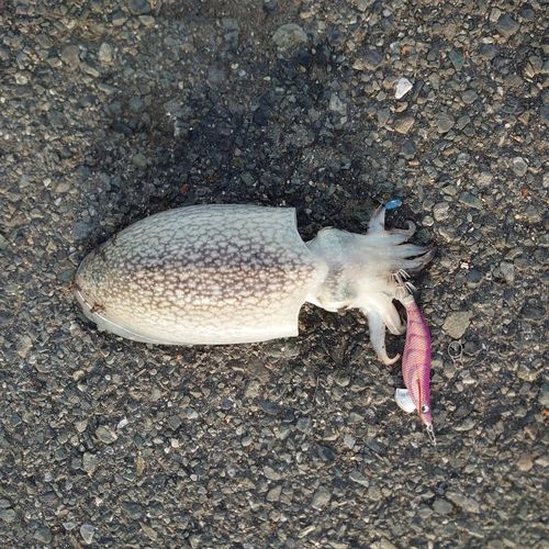 シリヤケイカの釣果