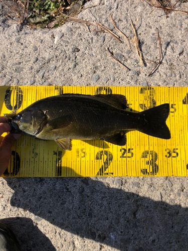 スモールマウスバスの釣果