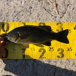 スモールマウスバス