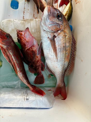 マダイの釣果