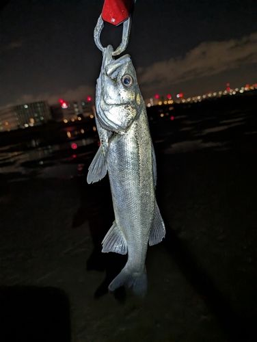 フッコ（ヒラスズキ）の釣果