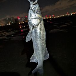 フッコ（ヒラスズキ）