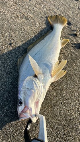 ニベの釣果