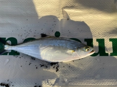 イケカツオの釣果