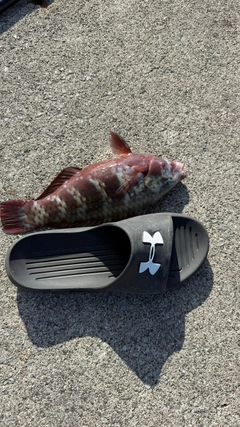 イラブチャーの釣果