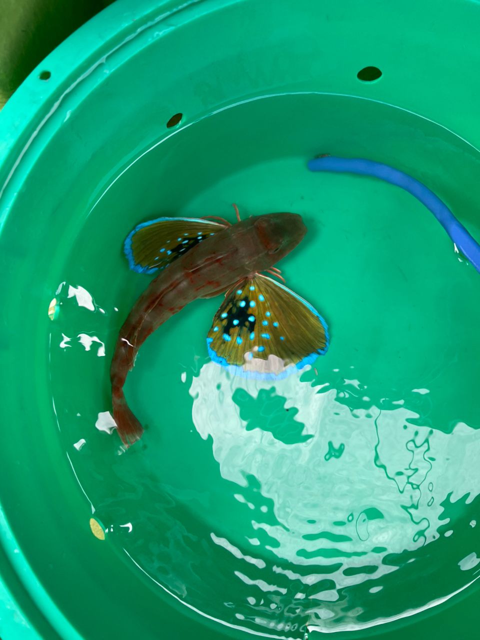 千葉県anglerたまごさんの釣果 3枚目の画像