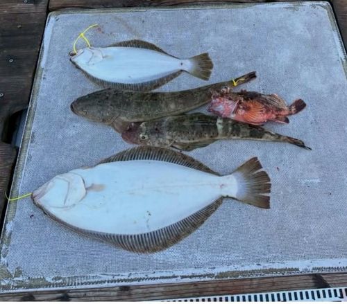 ヒラメの釣果