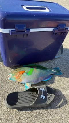 イラブチャーの釣果