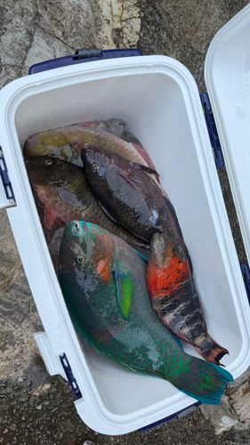 イラブチャーの釣果