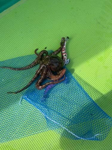 東京湾（アクアライン以北）