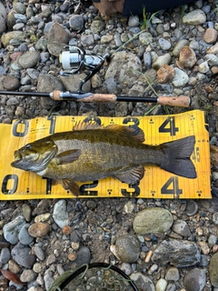 スモールマウスバスの釣果