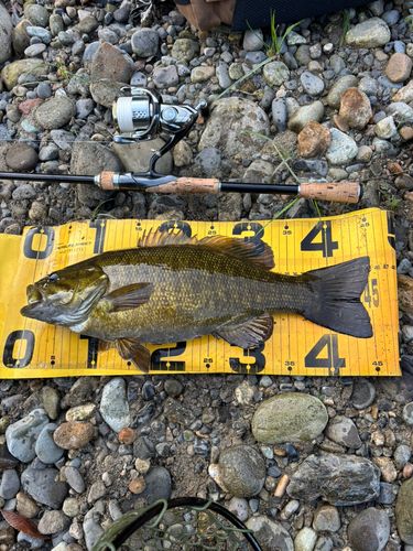 スモールマウスバスの釣果