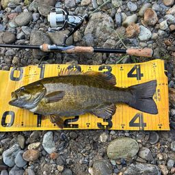 スモールマウスバス